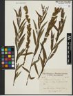 Foto von Salix purpurea L. x Salix viminalis L.